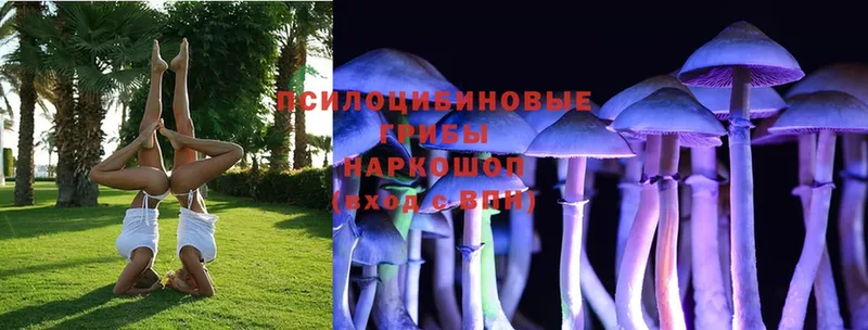 Галлюциногенные грибы Cubensis  Дрезна 